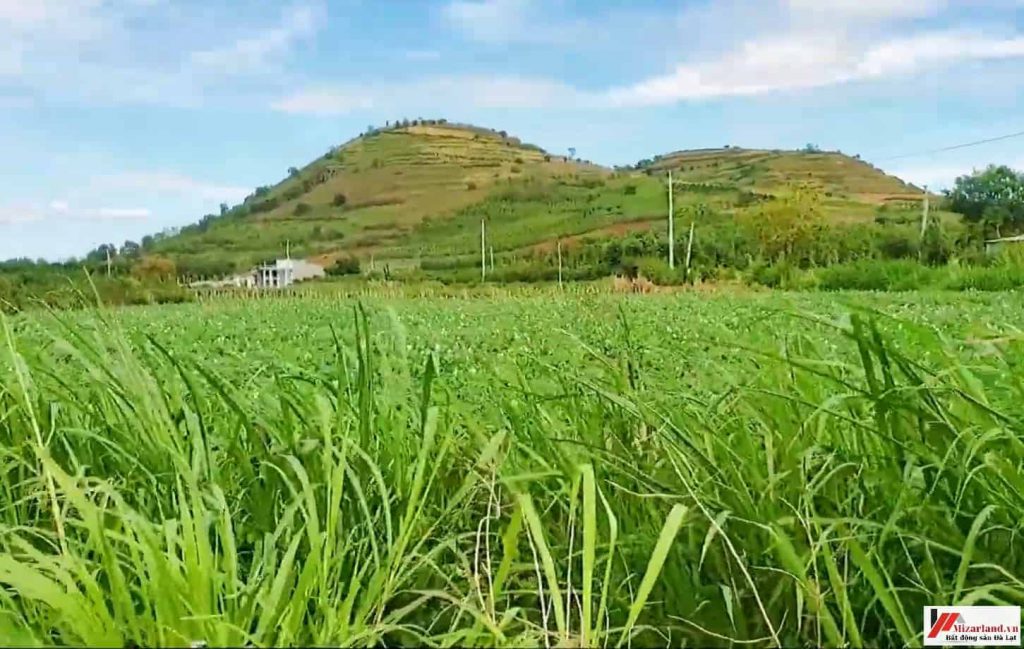 bán đất nông nghiệp xã Tân Hội